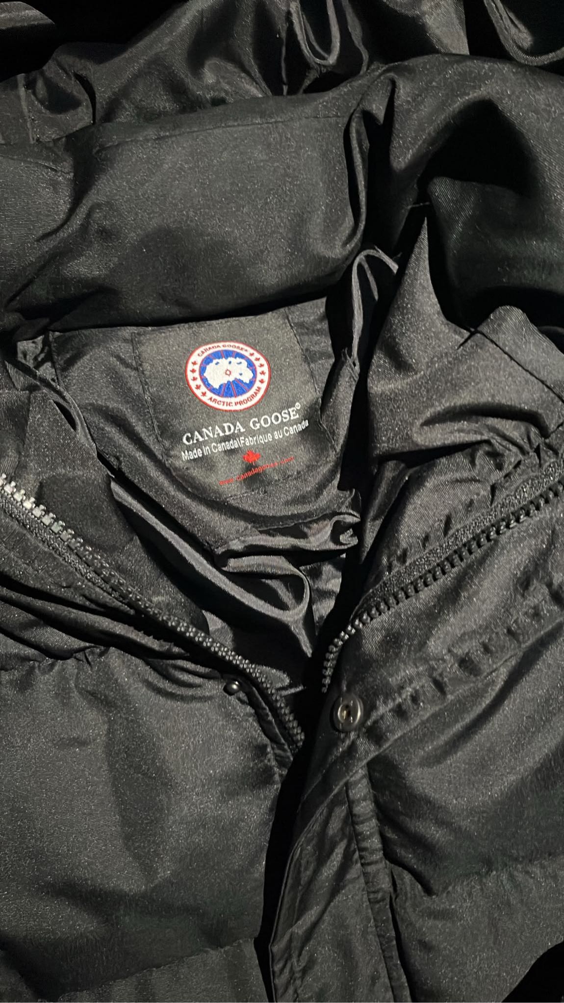Canada goose — görsel 2/2