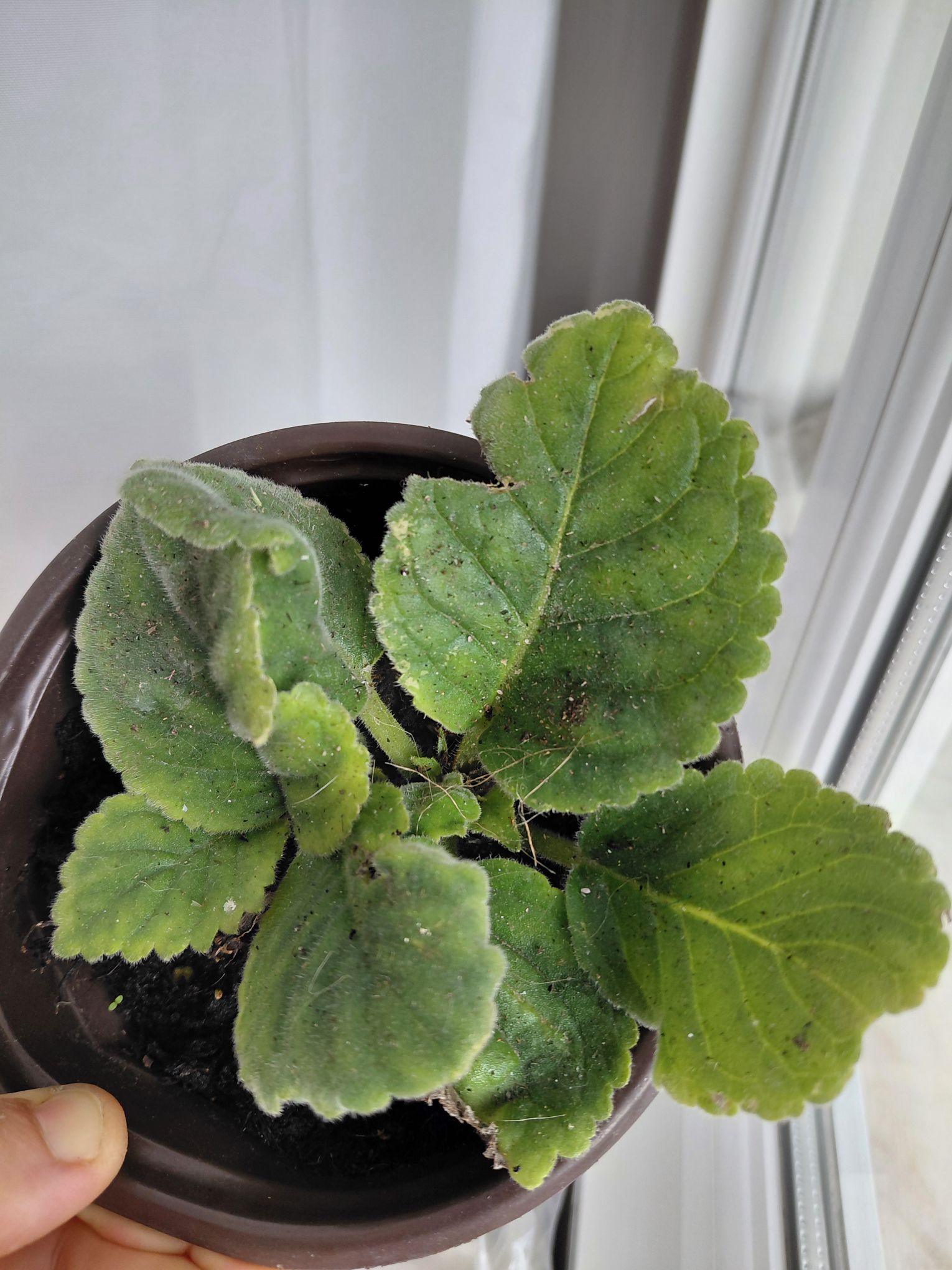 Gloxinia Çiçeği yada bardak çiçeği — görsel 2/3