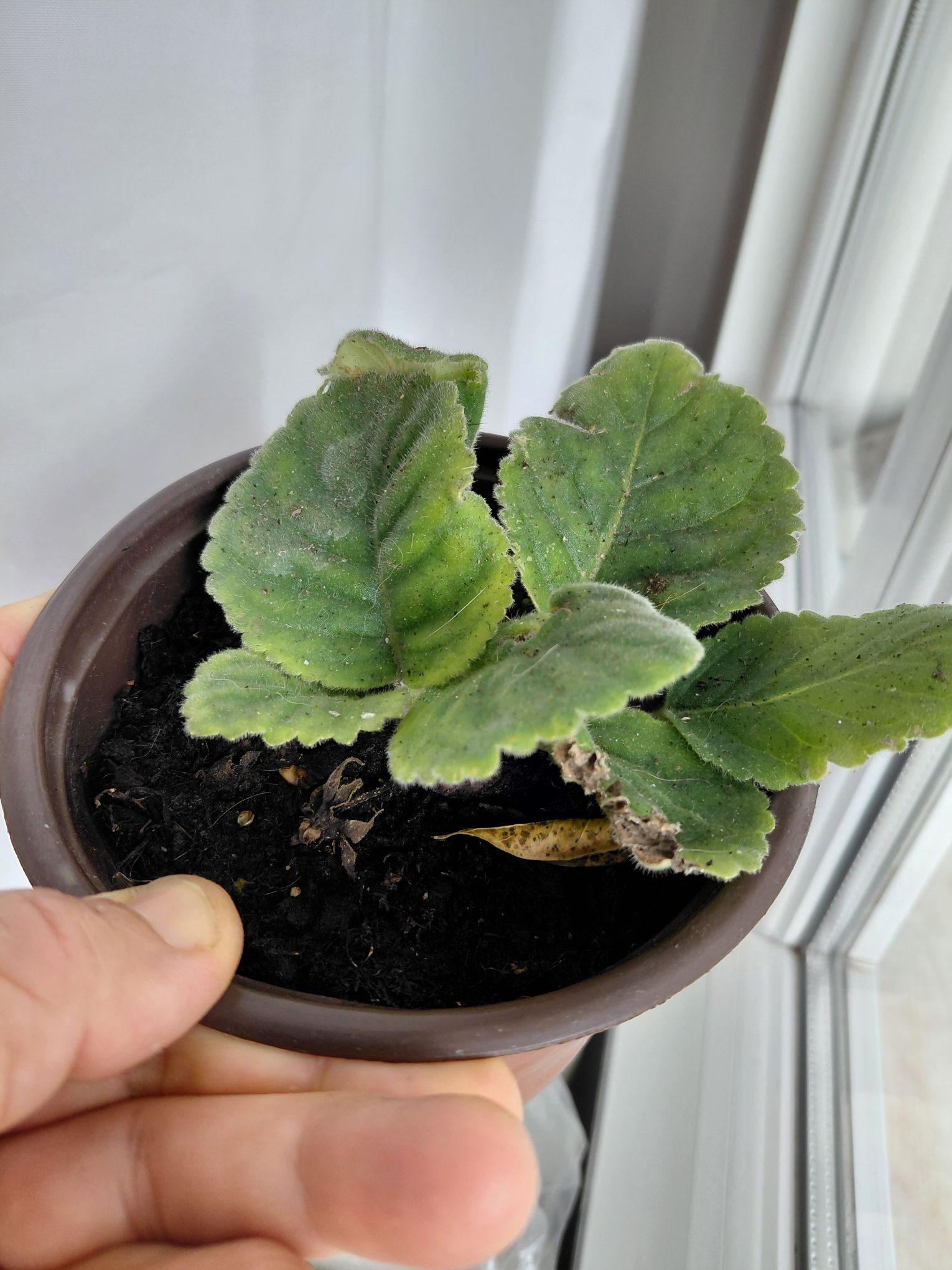 Gloxinia Çiçeği yada bardak çiçeği — görsel 3/3