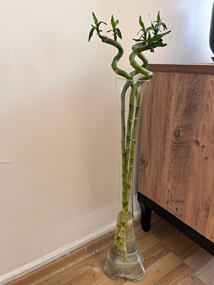 ŞANS BAMBUSU LUCKY BAMBOO(80 cm)(3 ADET)