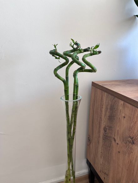 ŞANS BAMBUSU LUCKY BAMBOO(100 cm 3 ADET)