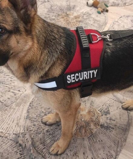 Kırmızı Köpek Tasması