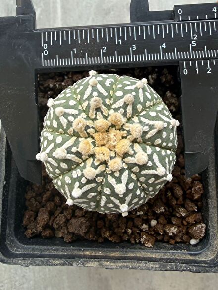 Astrophytum asterias v type kaktüs