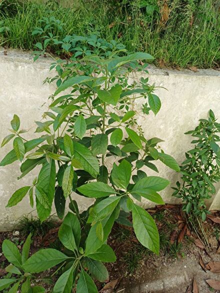 Avokado ağacı Fidanı