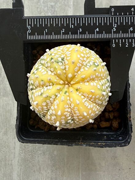 Astrophytum asterias variegata kaktüs